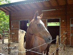 Ramona-10.JPG